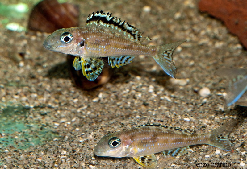 Xenotilapia papilio 'Tembwe (Deux)'